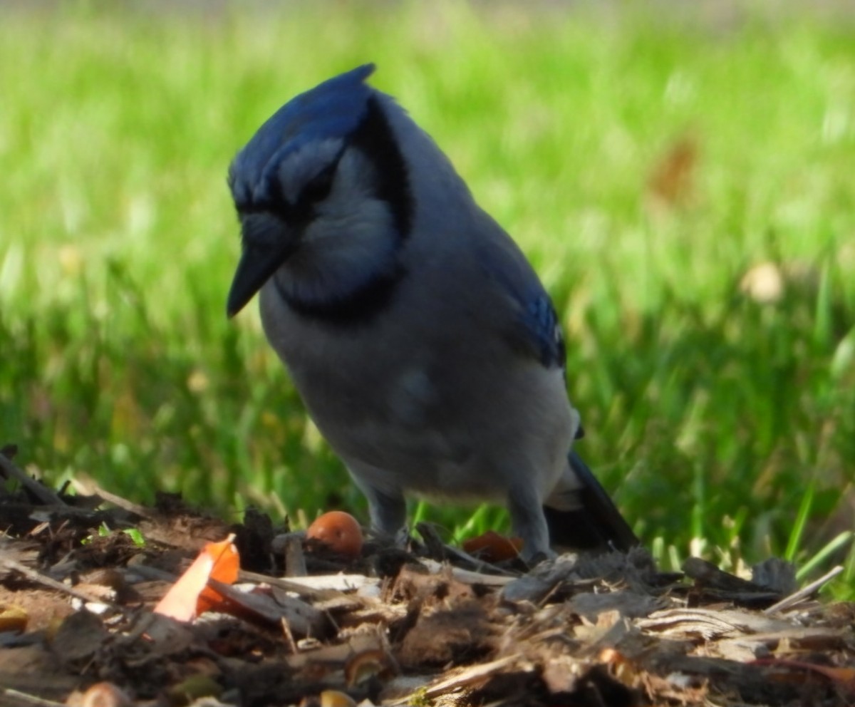 Blue Jay - ML624916277