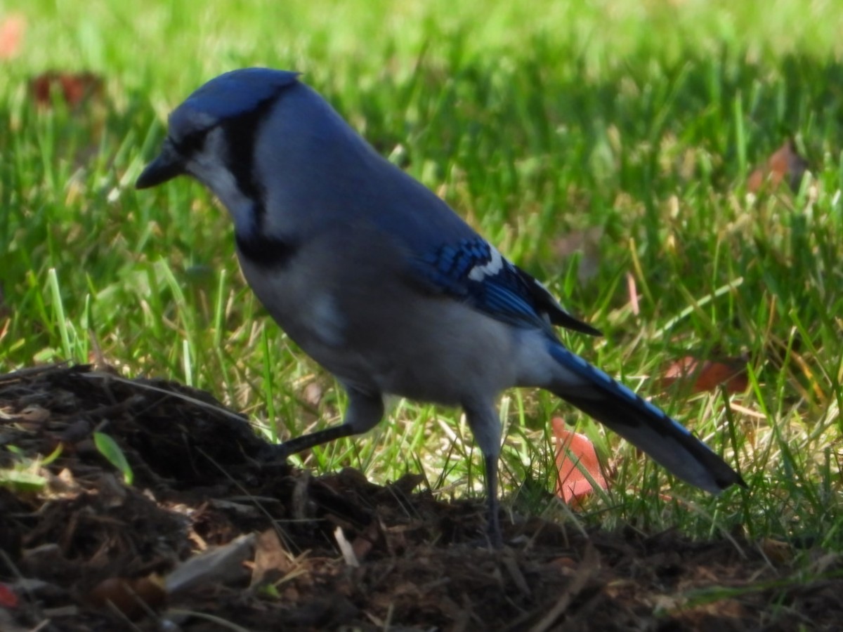 Blue Jay - ML624916278