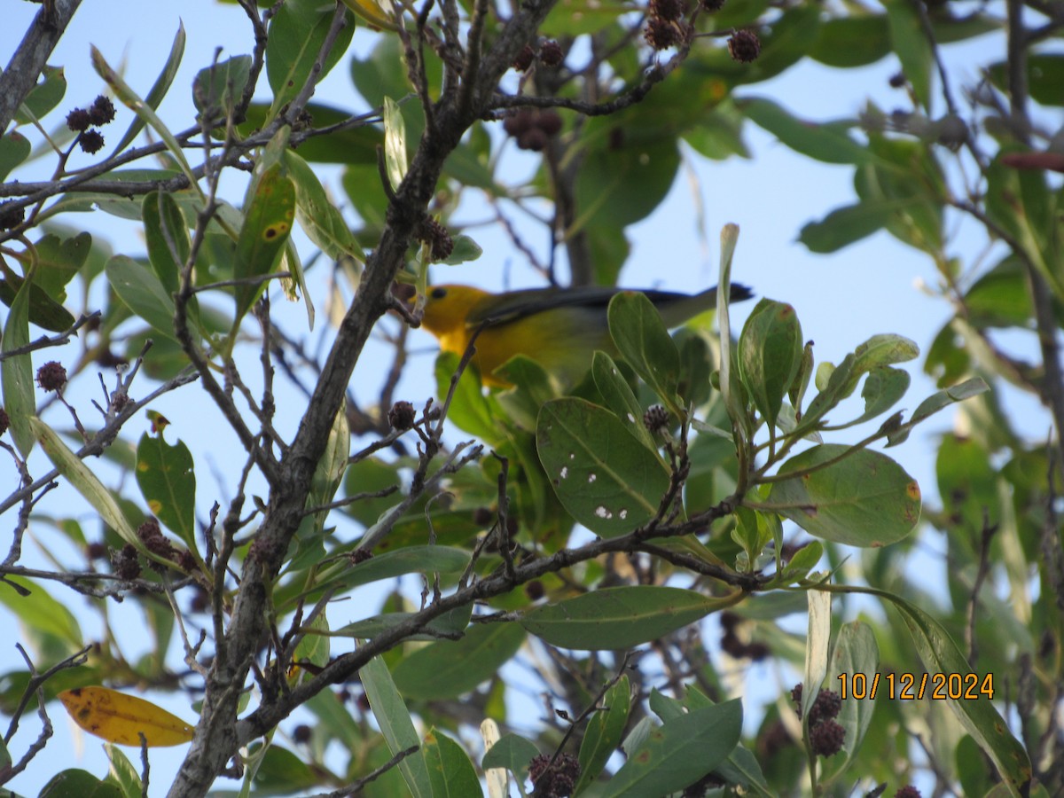 Prothonotary Warbler - ML624916283