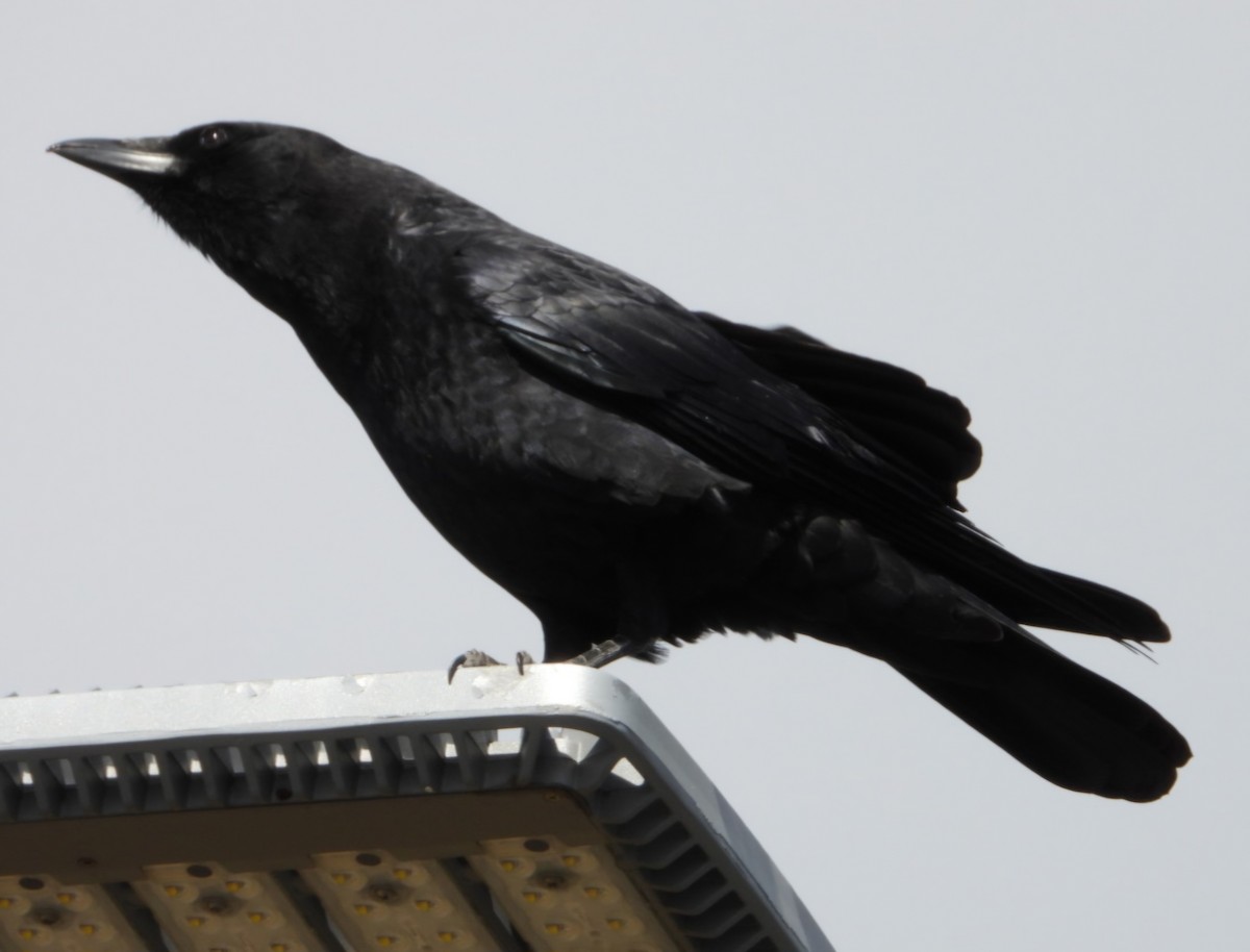 American Crow - ML624916317