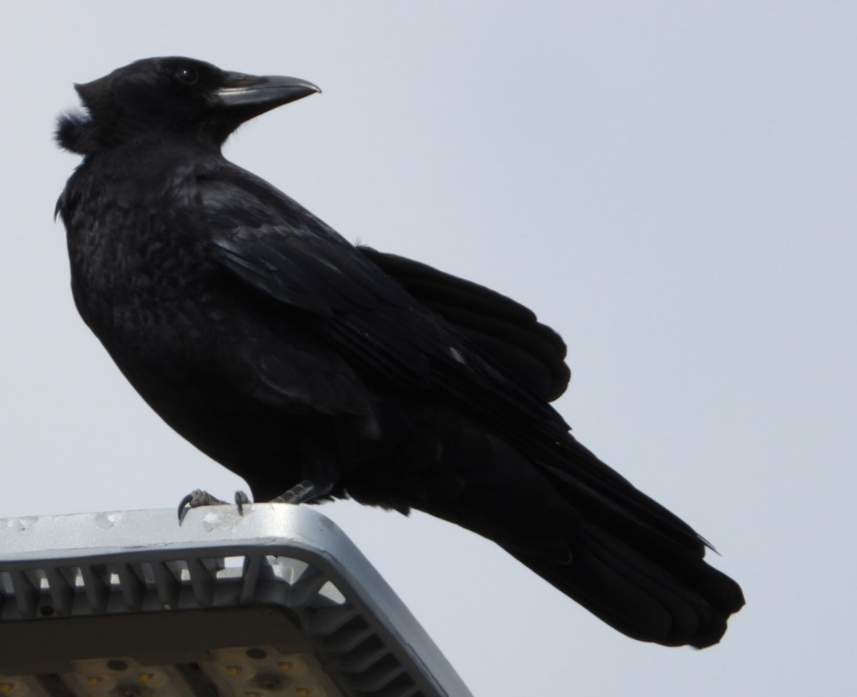 American Crow - ML624916318