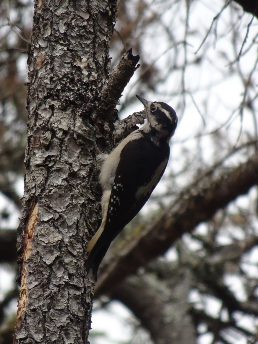Hairy Woodpecker - ML624916350