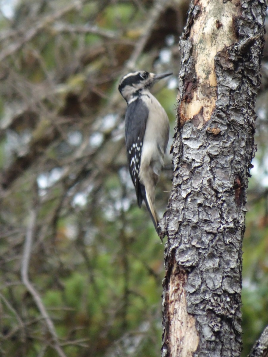 Hairy Woodpecker - ML624916351