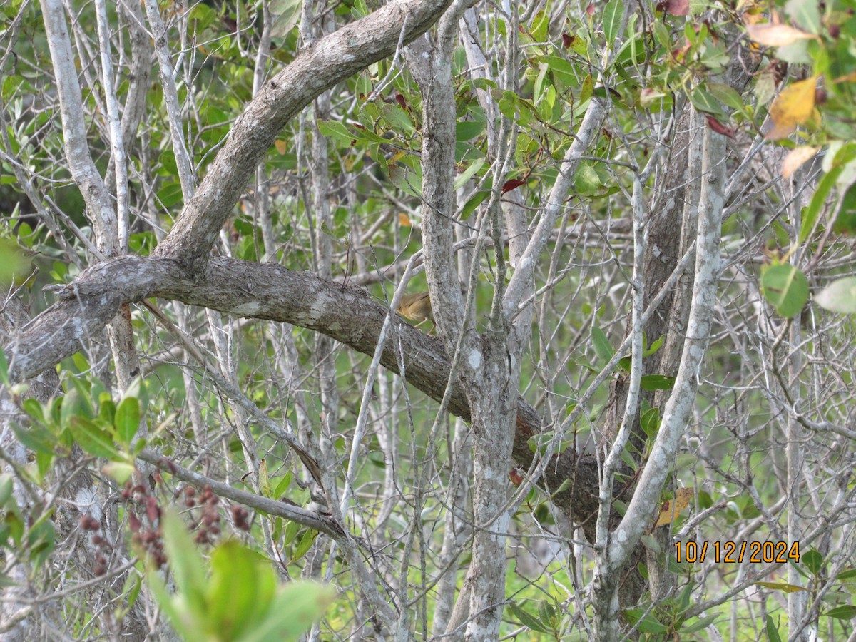 Common Yellowthroat - ML624916355