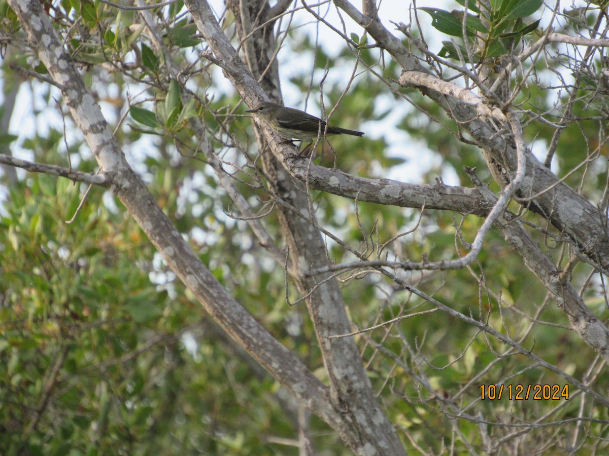 Cape May Warbler - ML624916458