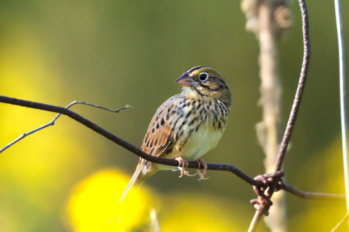 Henslow's Sparrow - ML624916469