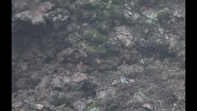 Шивэр намнаахай - ML624916540