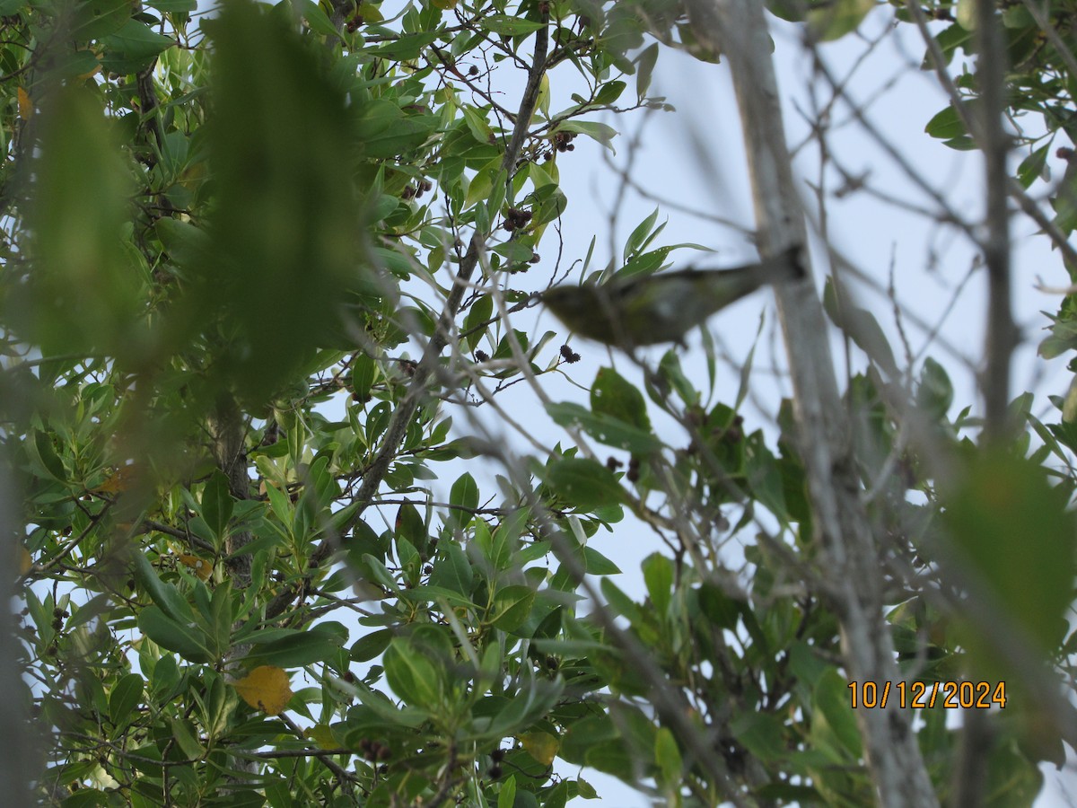 Black-throated Green Warbler - ML624916554