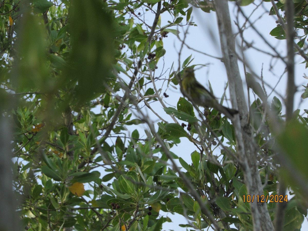 Black-throated Green Warbler - ML624916555