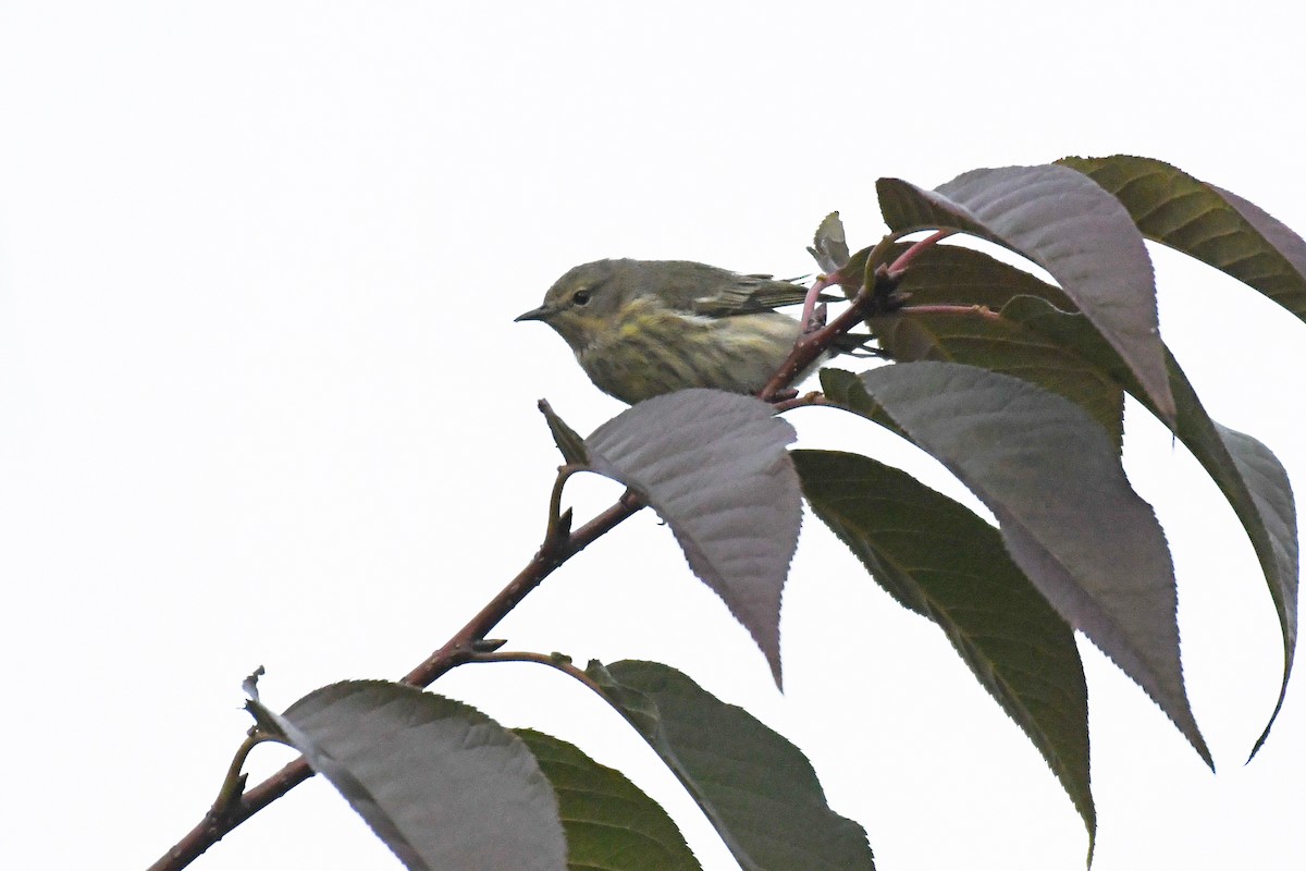 brunkinnparula - ML624916574