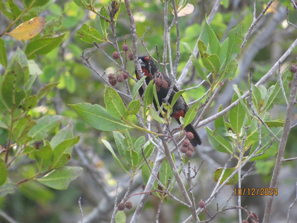 Greater Antillean Bullfinch - ML624916588