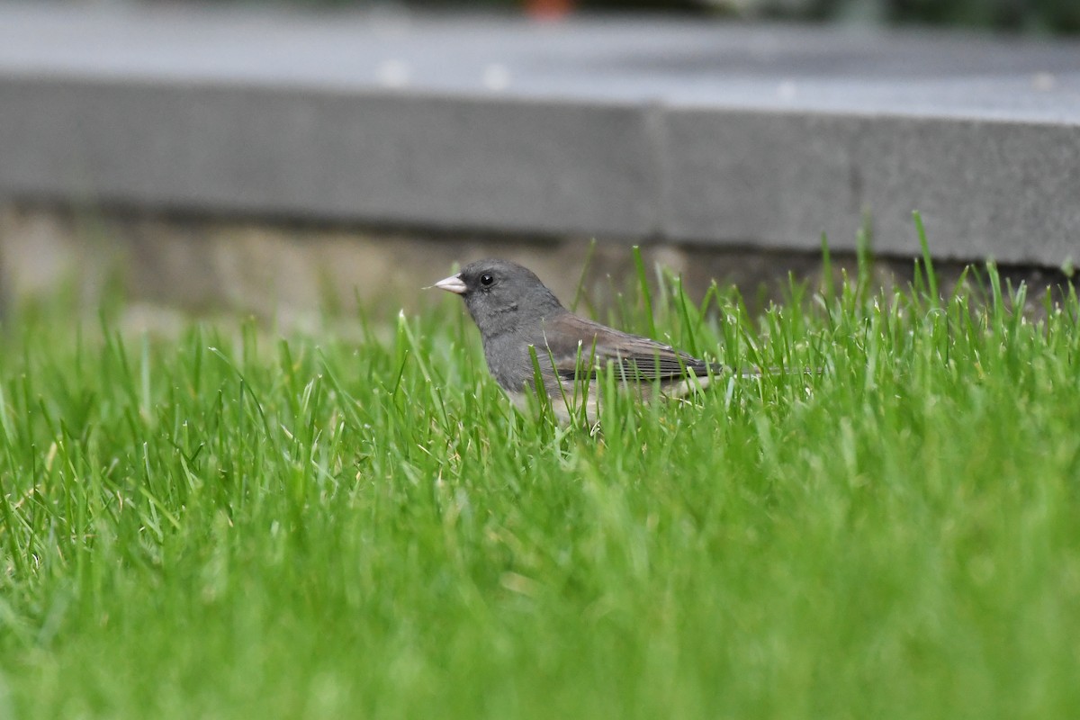 vinterjunko (hyemalis/carolinensis) - ML624916605