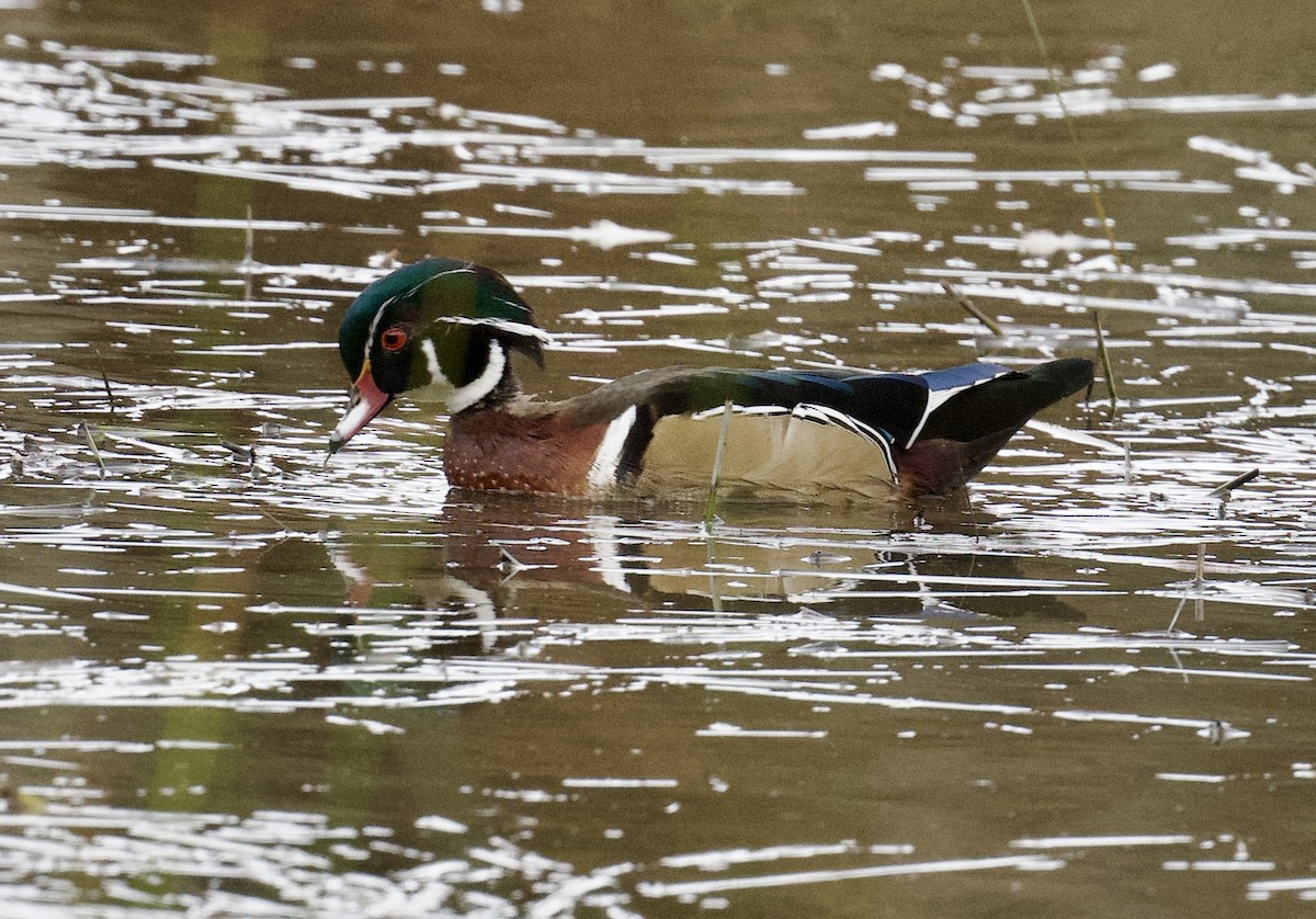 Wood Duck - ML624916660