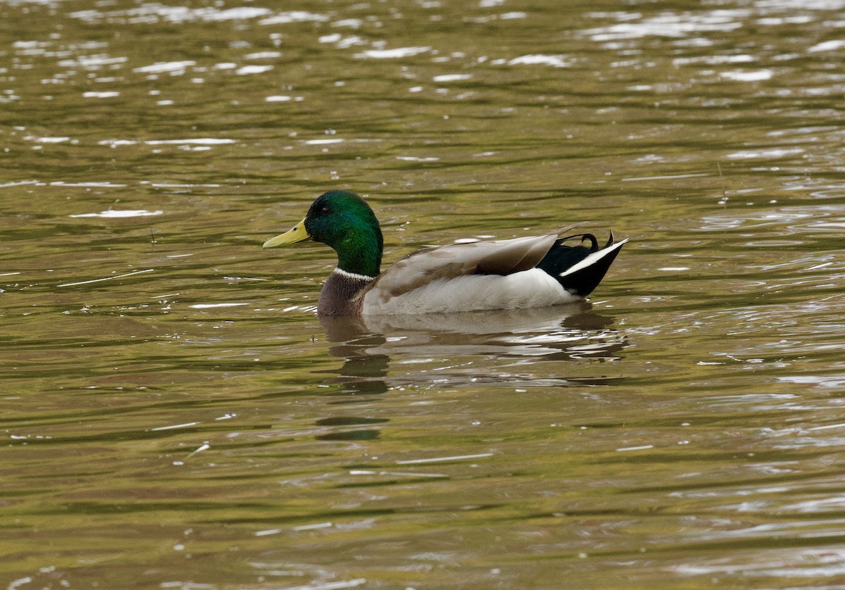 Mallard - ML624916670