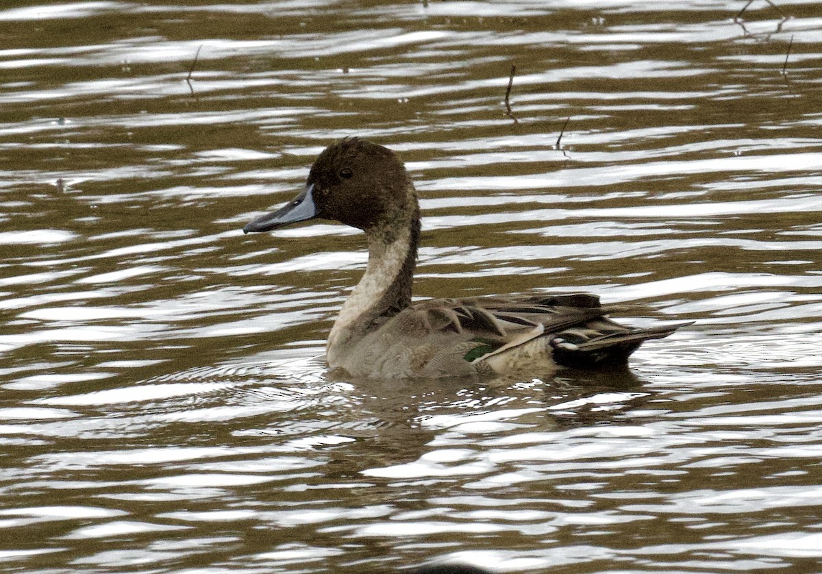 Northern Pintail - ML624916695