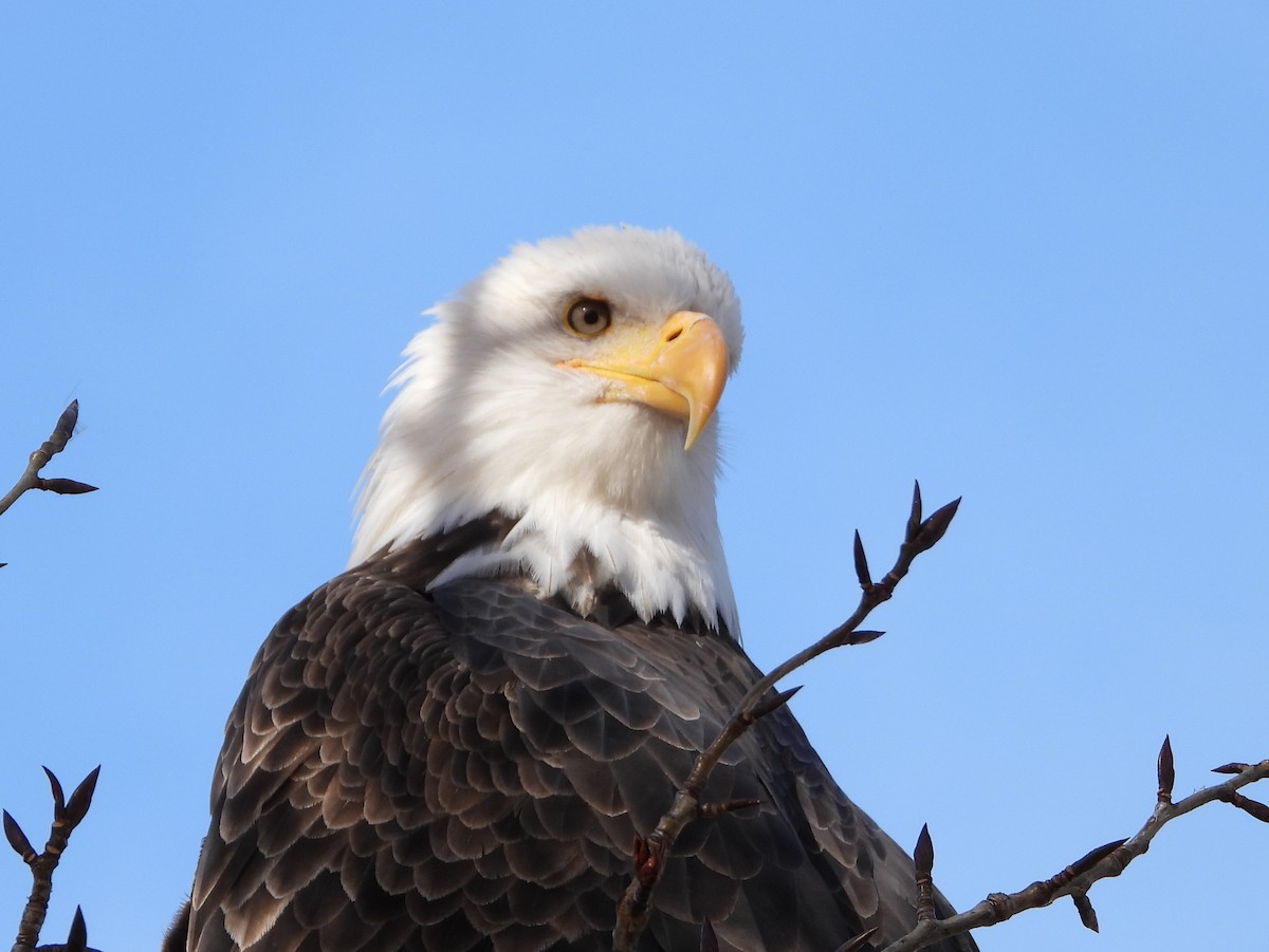 Bald Eagle - ML624916876