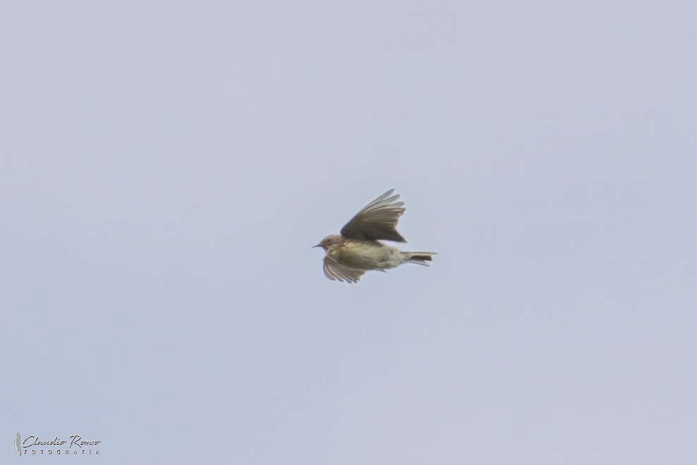 Pampas Pipit - ML624916890