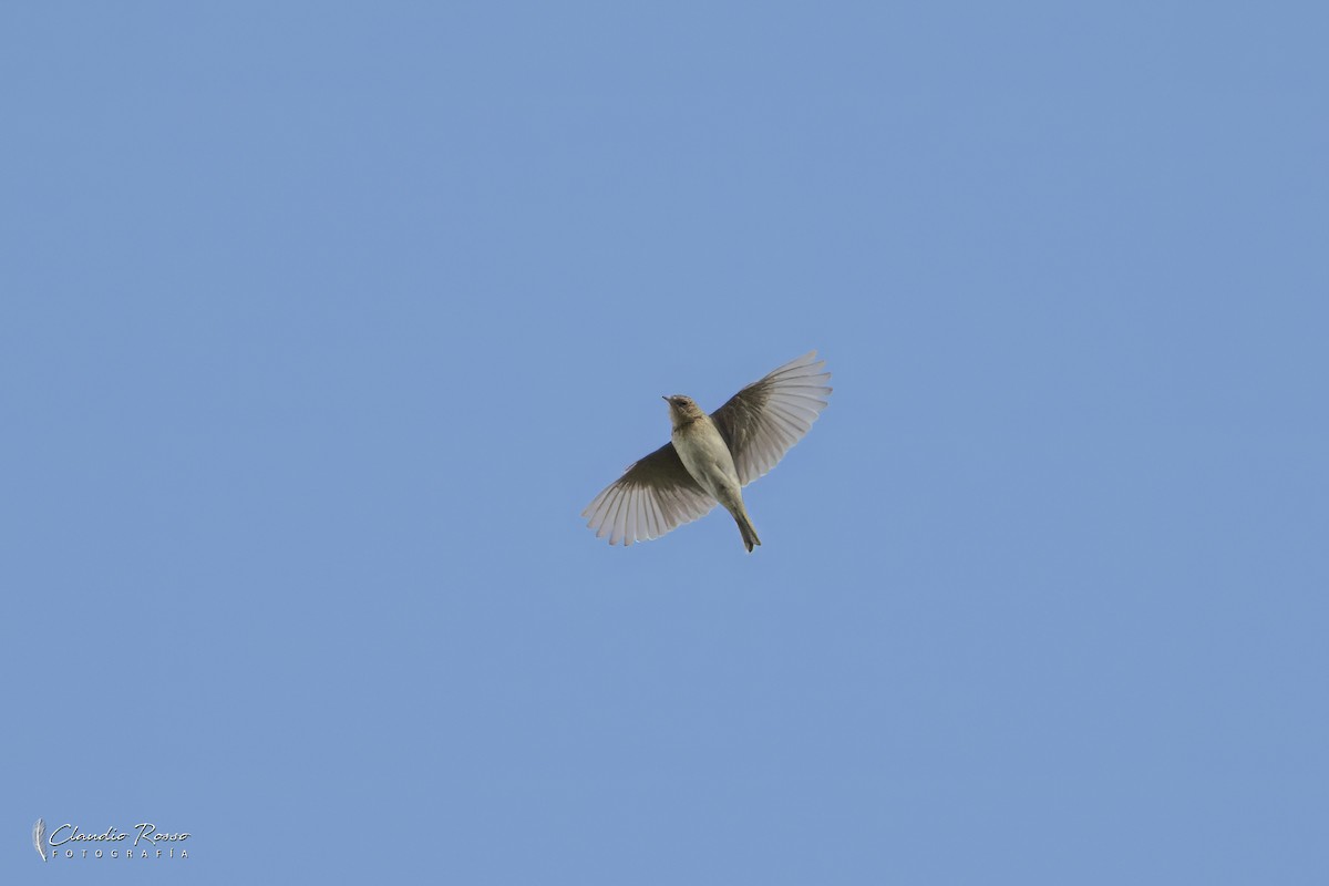 Pampas Pipit - ML624916891