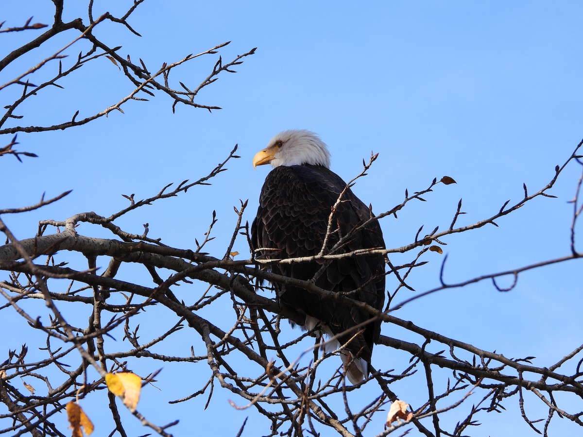 Bald Eagle - ML624916922