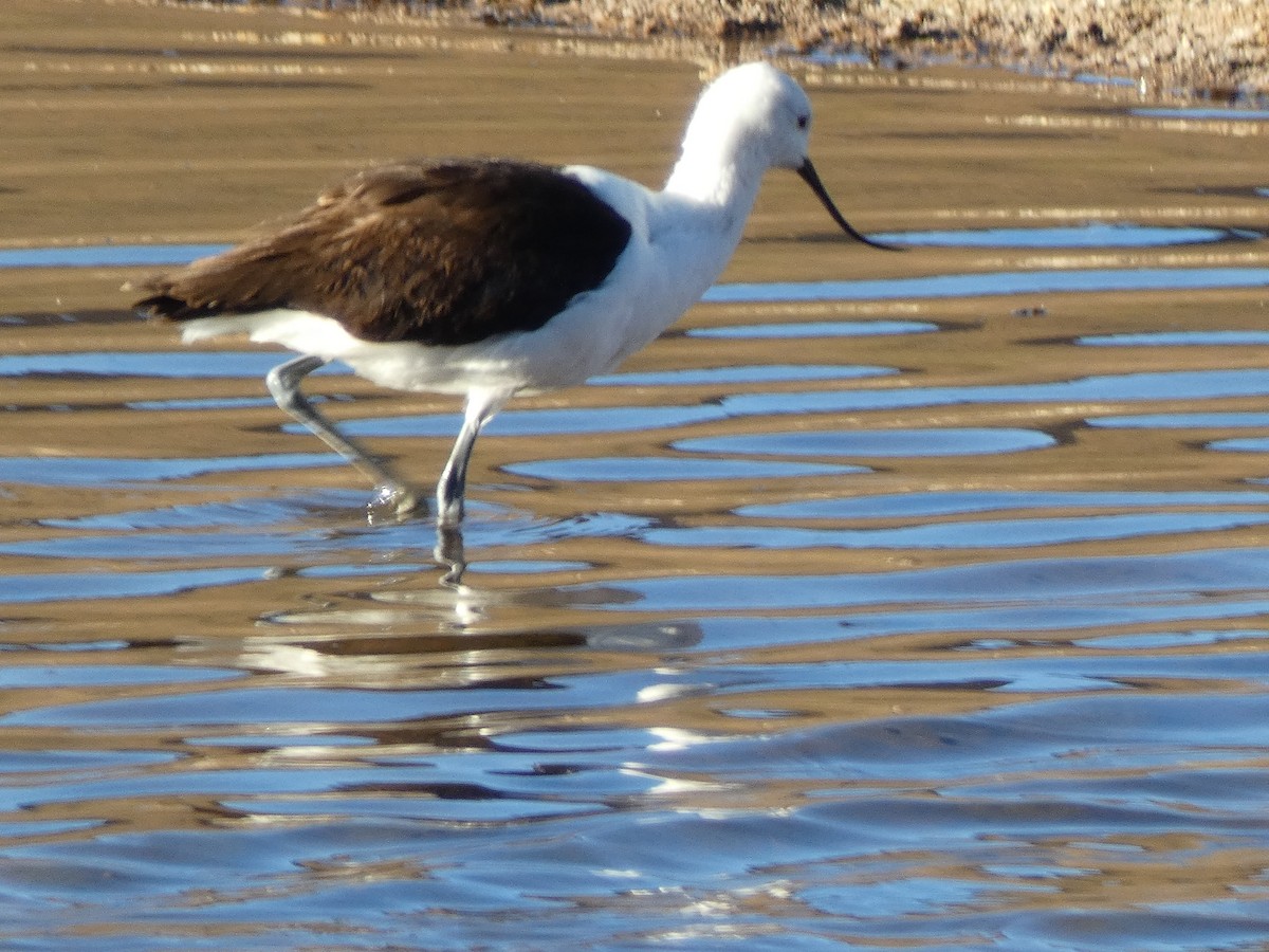 Andean Avocet - ML624917214