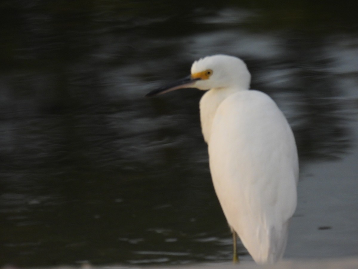 Snowy Egret - ML624917288