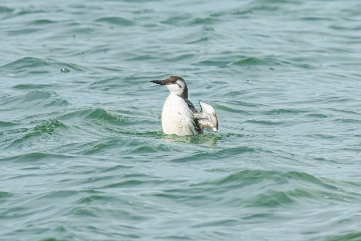 Common Murre - ML624917625