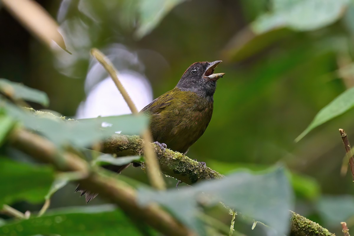 Kızıl Alınlı Serçe - ML624917666