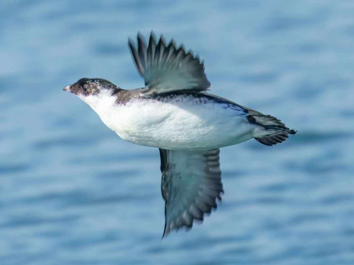 Ancient Murrelet - ML624917723