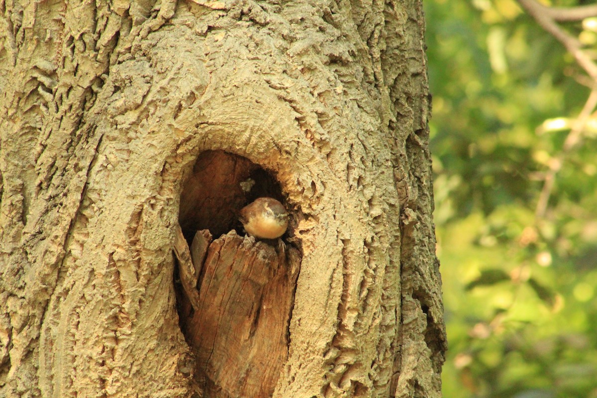 Carolina Wren - ML624918057