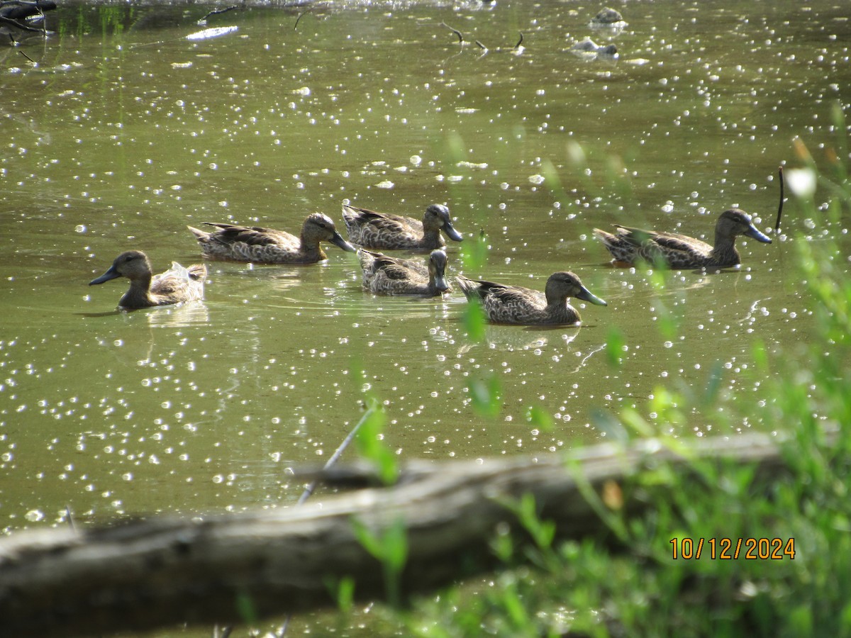 Blue-winged Teal - ML624918138