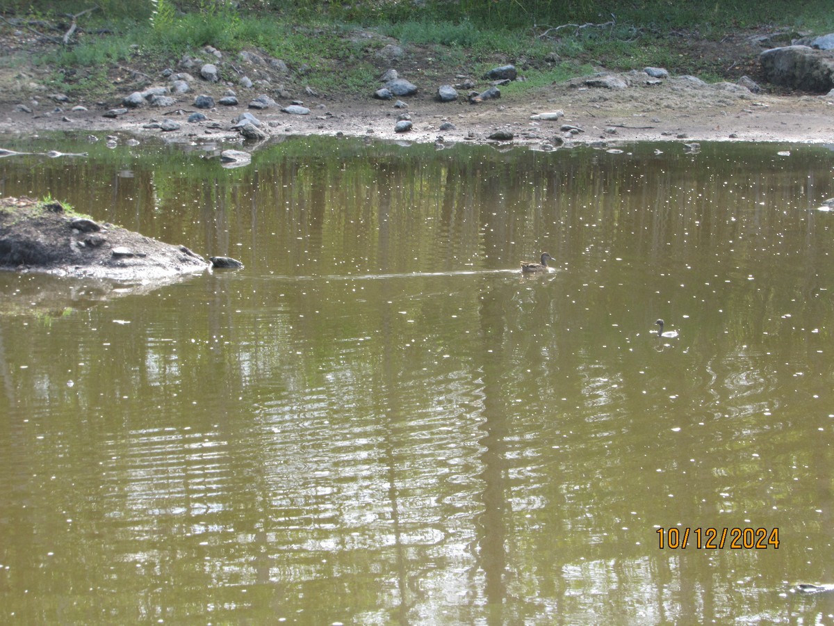 Least Grebe - ML624918165