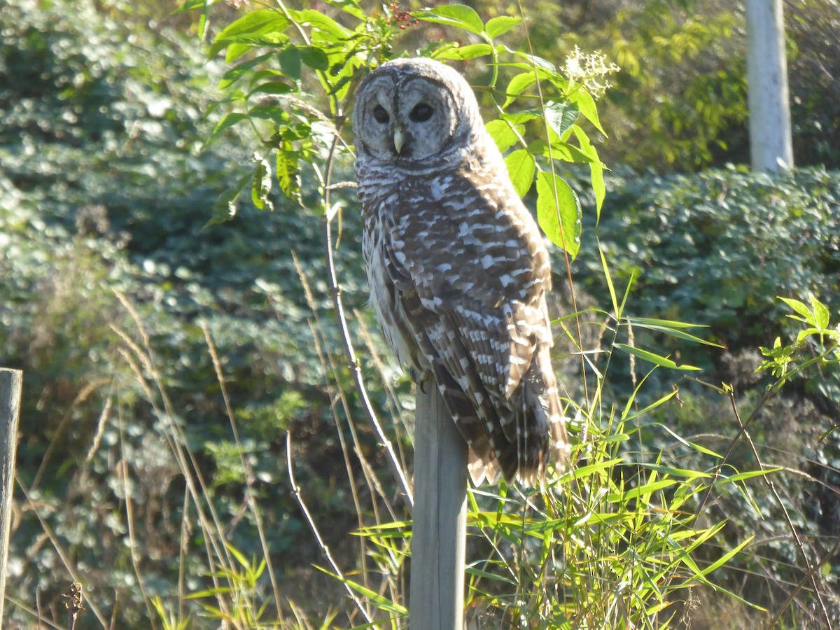 Barred Owl - ML624918351