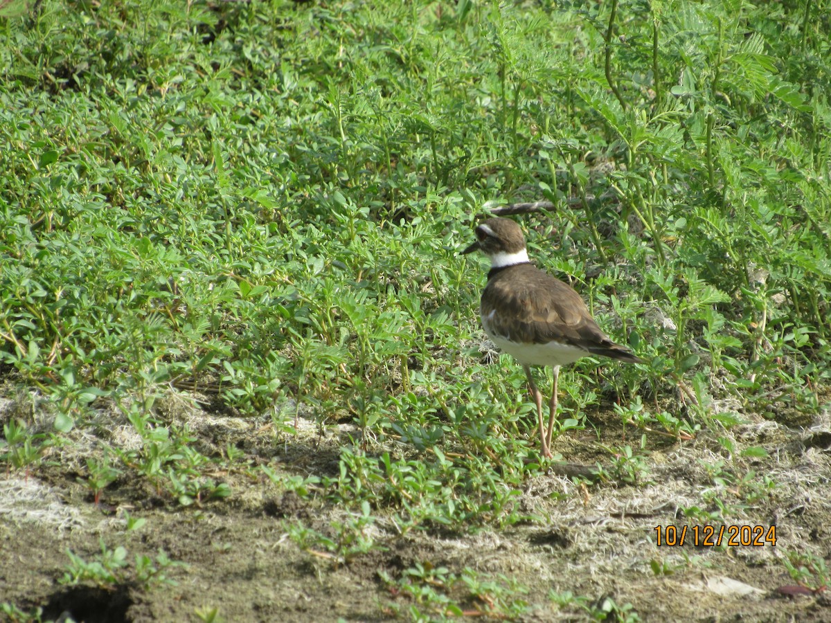 Killdeer - ML624918442
