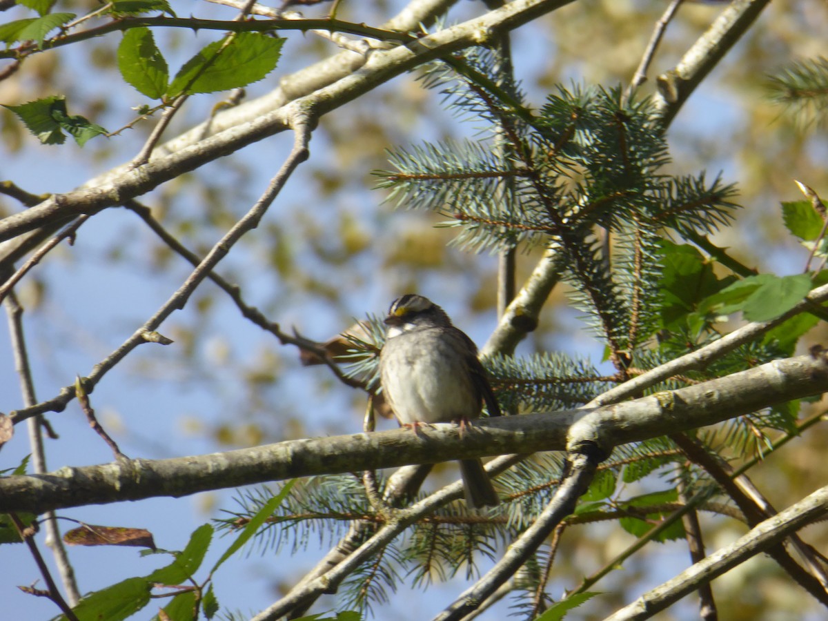 White-throated Sparrow - ML624918514
