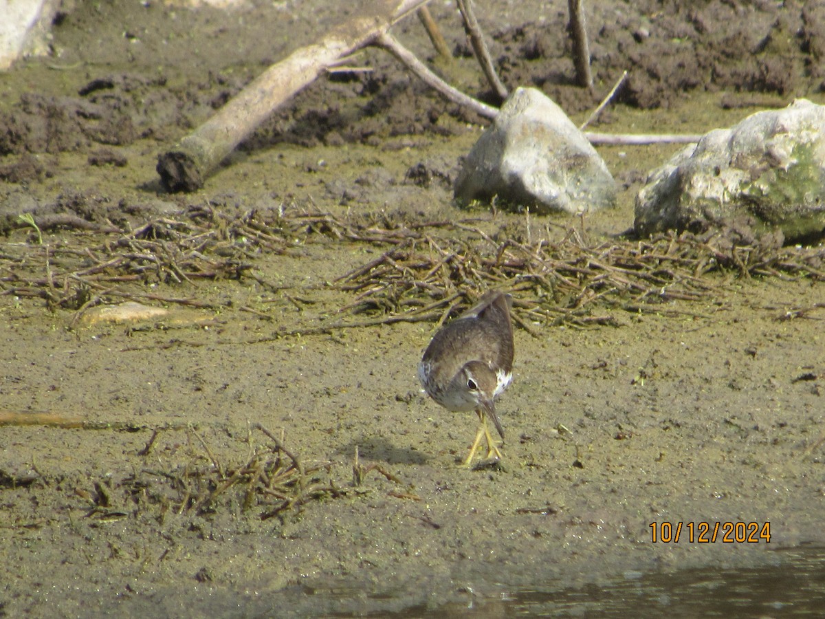 Spotted Sandpiper - ML624918518