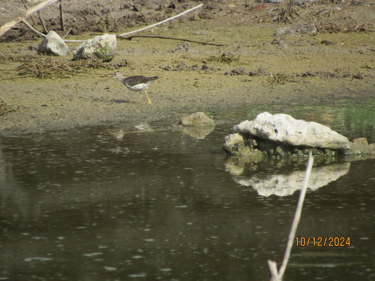 Spotted Sandpiper - ML624918519