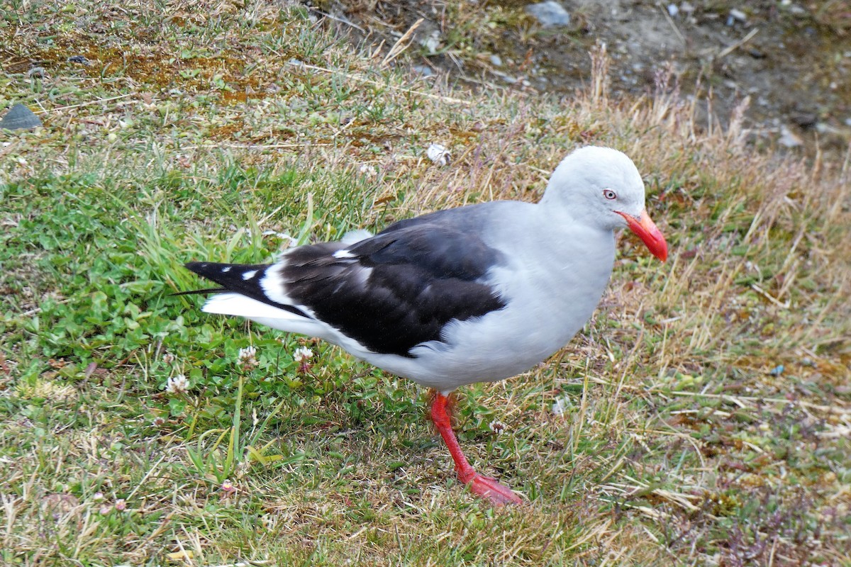 Dolphin Gull - ML624918548