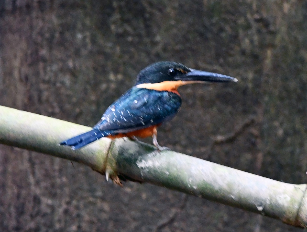 Green-and-rufous Kingfisher - ML624918593