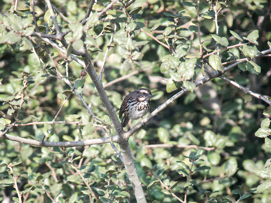 Song Sparrow - ML624918613