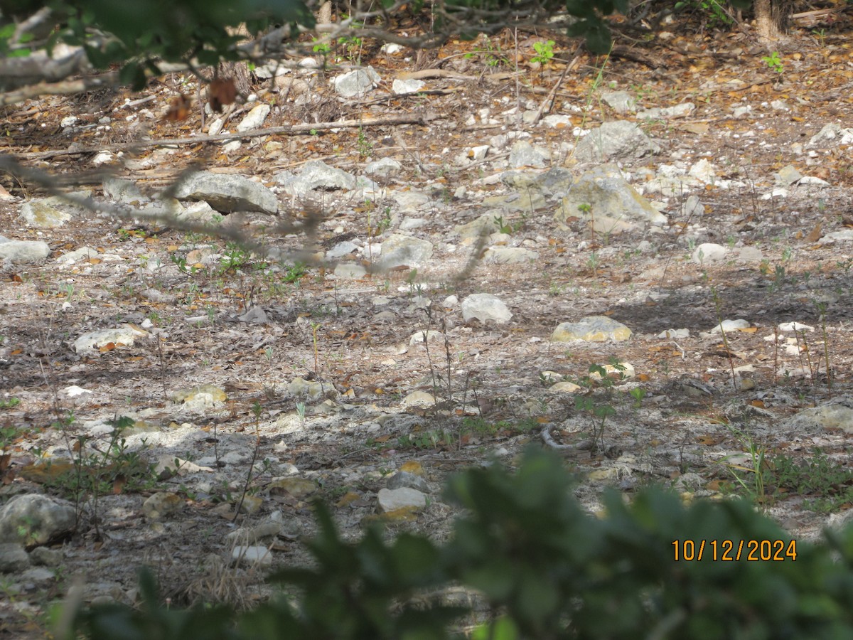 Green Heron - ML624918620