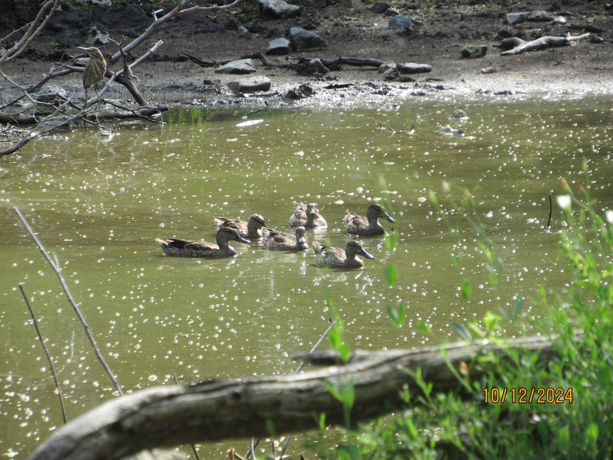 Green Heron - ML624918621