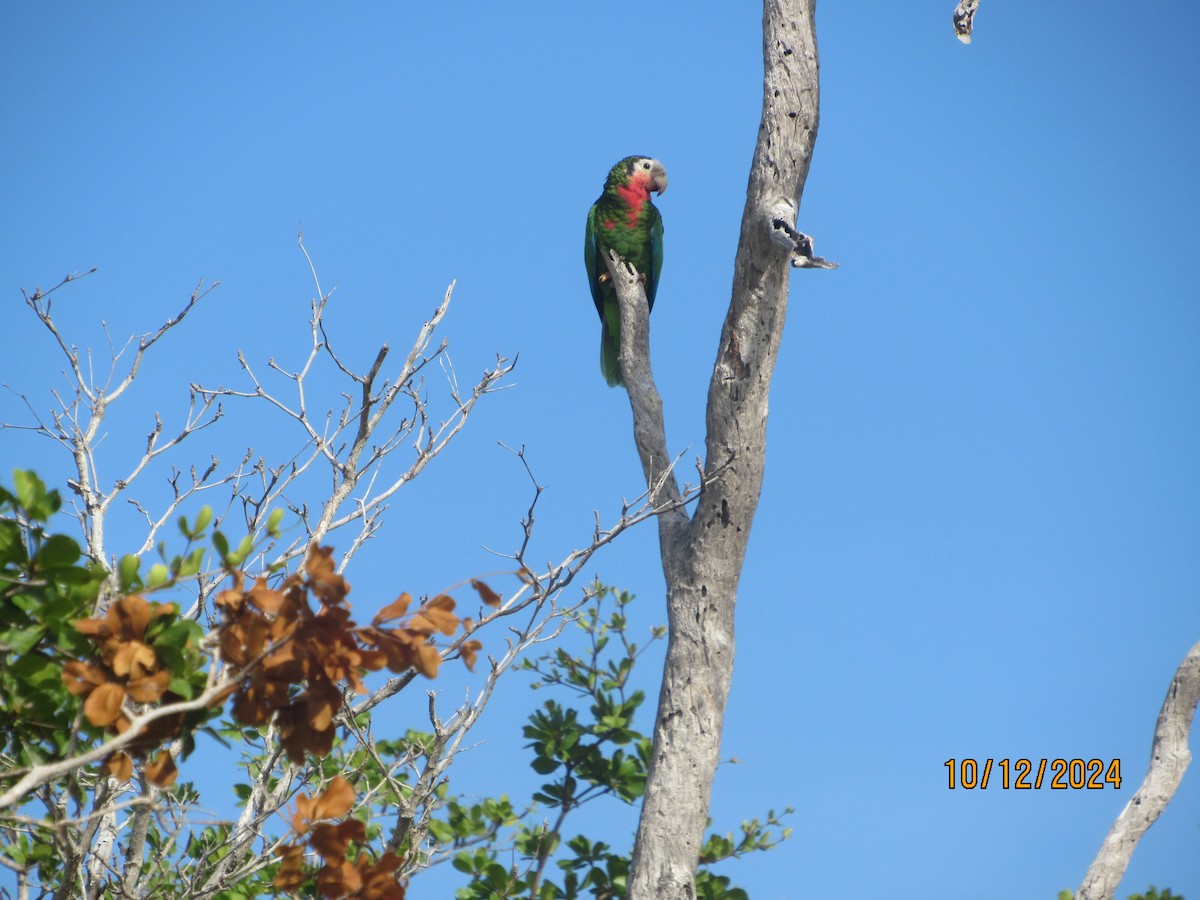 Cuban Amazon - ML624918693