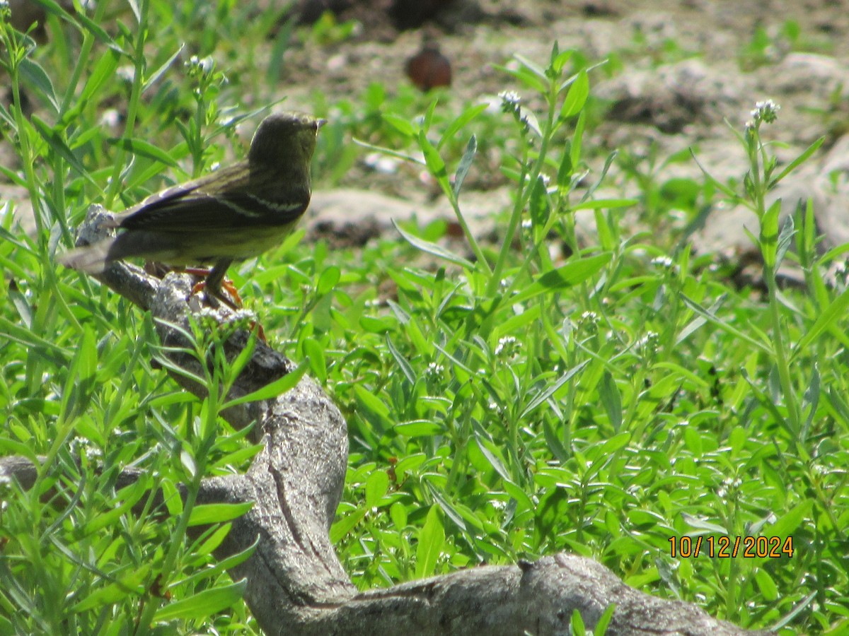 Blackpoll Warbler - ML624918743