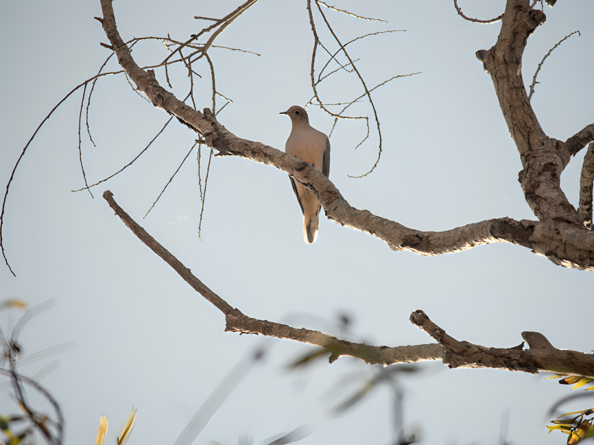 Mourning Dove - ML624918852