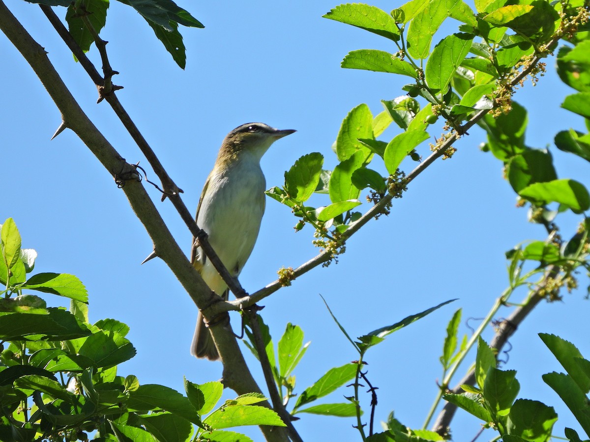 Chivi Vireo - ML624919076
