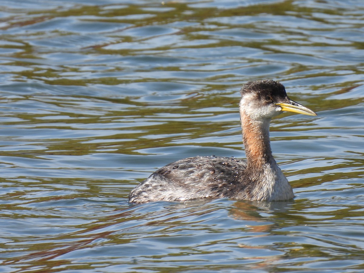 Red-necked Grebe - Lisette Cote