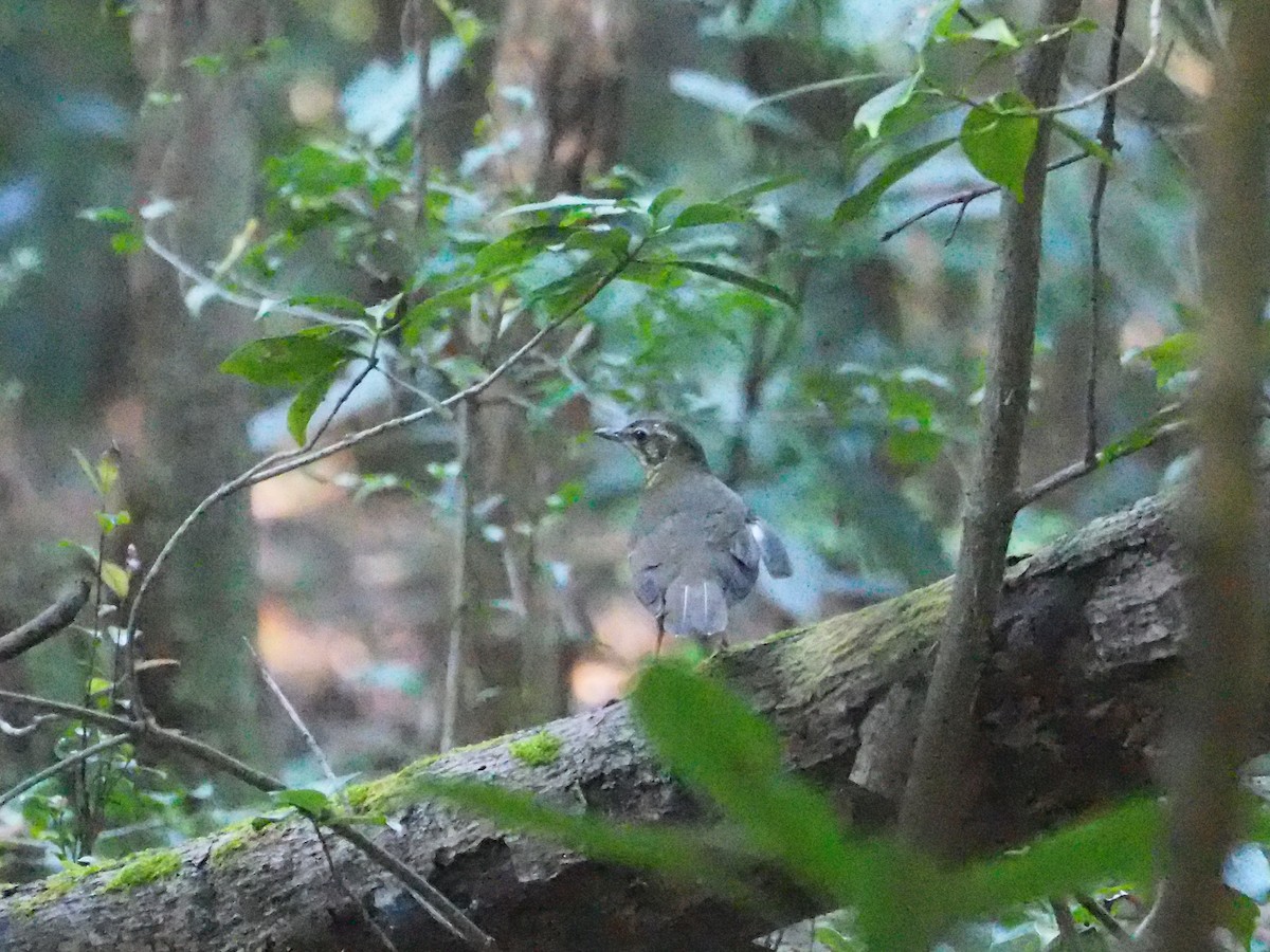 Eyebrowed Thrush - Hiromi Arima