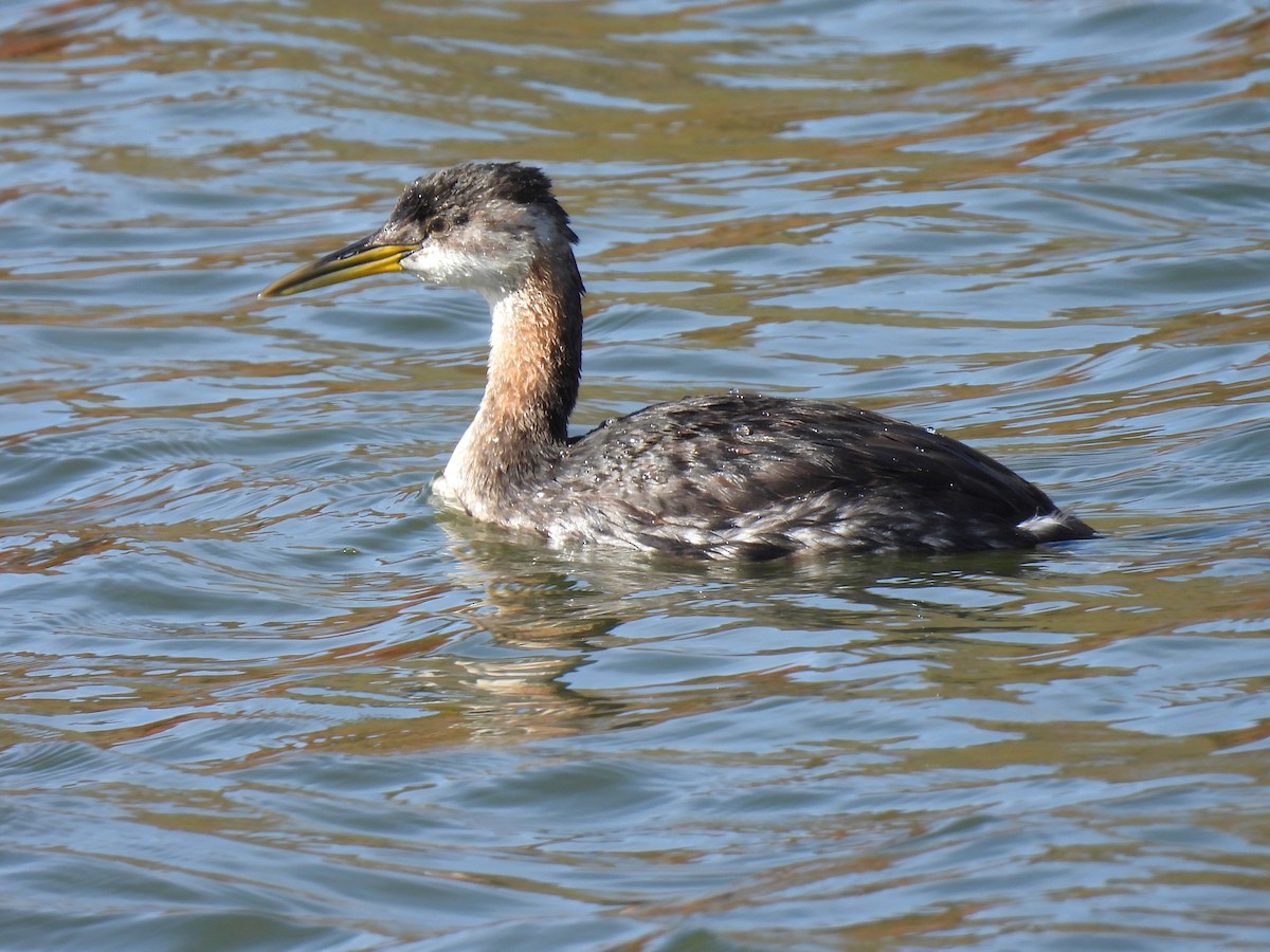 Red-necked Grebe - ML624919341