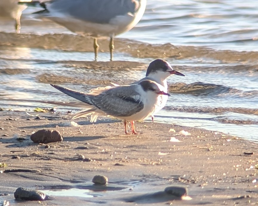 Common Tern - ML624919399