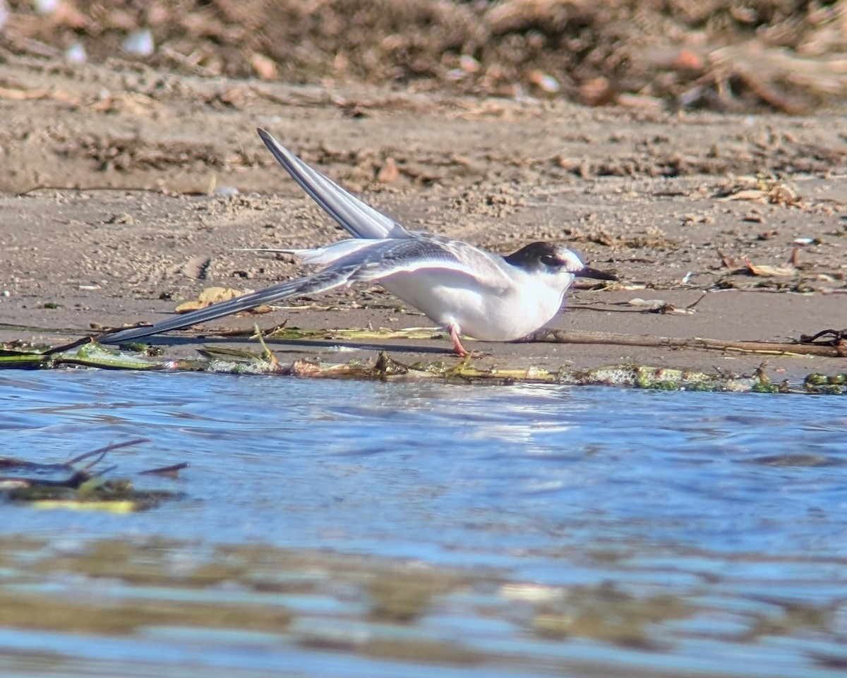 Arctic Tern - ML624919408